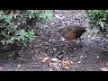 A Rare Virginia Rail Visits Bryant Park #birds