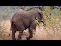 #06 AFRIKA | IRFAN HAKIM DI S3RANG GAJAH LIAR AFRIKA..!!