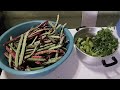 Colhendo feijão verde pra comer com quiabo