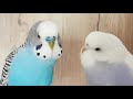 Budgie Sounds 3 Hours | Help Lonely Budgies To Chirp