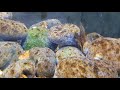 How To CURE BROWN DIATOM ALGAE In Saltwater Aquariums