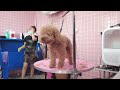 2024 Chó Phốc Sóc Mini 😍 Funny and Cute Pomeranian 😺🐶 | cute animals90