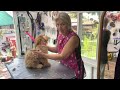 Lizzie, a Goldendoodle’s First Haircut@The Grooming Garden