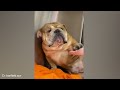 When your dog learning to trust the vet 🐶 Funniest Dog Reaction