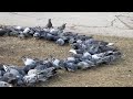 Feral pigeons