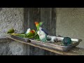 Lovebird's Flock Calls