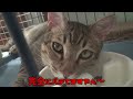 【トラ様の暑さバテを密着】梅雨の中の暑い季節。猫ちゃん達は、暑さでダウンぎみ。トラ様は、果たして元気なのか？