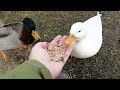 Friendly ducks feeding out of my hand in WELTON EAST YORKSHIRE 😎