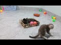 Hilarious Cats and Dogs😹🐶Funniest Animals 2024😻🐕‍🦺Parrt 13