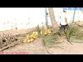 Vua Dừa Miền Tây// Trèo cây dừa lửa cao chót vót tàu xụ um tùm có nhiều độ khó trái đóng kẹt ngọn