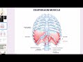 Diaphragm Reset To Breathe Better and Feel Better