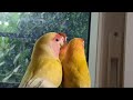 The Vibrant Sounds of African Love Birds