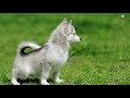 Siberian Husky | சைபீரியன்  ஹஸ்கி நாய்கள்  | Storyboard | Tamil