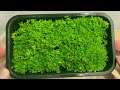Free carpeting plants? How to propagate your aquarium carpet step by step!