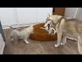 Husky are Thrilled with Tiny Puppies! Cutest video