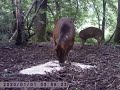 Deer at deer Shelter