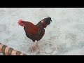 Great Fighter Rooster video