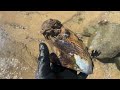 Finding seashells after 2 weeks of storms! Bonnet seashell jackpot at the beach | How to find shells