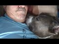 SNORING PITBULL