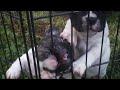 5.5wk old French Bulldog Puppies www.frenchables.com