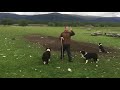 Scottish Sheepdogs in Action -  Full Demonstration