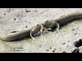 Mudskippers: Marvels of Evolution