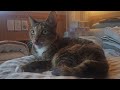 Cat's favorite music : Sound of sea waves at night, Grass bug sound, Stress relief piano music