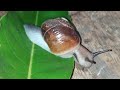 Snail.ZP urdu school Mahapral me Activity learning. Hope you all like this and support me for making