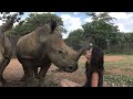 Baby Rhinos Run Up To Girl For Kisses And Belly Rubs | Cuddle Buddies