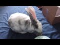 Bunny with blue stripe ball