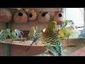 Beautiful parrots ll Australian parrots ll best original sounds