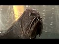 Dragonfish Vs Fangtooth - which is the most awesome predator of the deep?