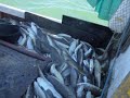 pesca de brotola al palangre en uruguay