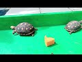 Finding Baby Tortoise || Menemukan Bayi kura kura disemak semak #tortoise #kurakura #bayi