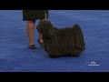 The Puli | The National Dog Show Presented by Purina | NBC