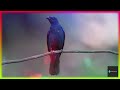 Colorful Birds in 4K | Relaxing Music