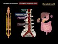Sympathetic Nervous System (Scheme, Ganglion, Plexus) | Neuroanatomy