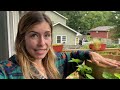 GARDEN TOUR (Week 4) | First Fruits, Terrifying Wasps, Tomato Pruning and Out Of Control ADHD