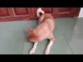 Funny ANIMALS videos😎Funniest CATS😻 and DOGS🐶 2024