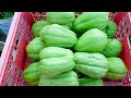 How To Grow Chayote In Paint Bucket Easily