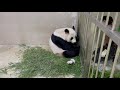 Kai Kai and Jia Jia's giant panda cub at 30 days