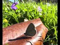 Spring Azure Butterfly resting on a fallen magnolia leaf while warming in the mornings sun