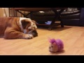 English Bulldog vs Purple Dancing Hamster