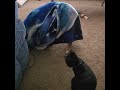 Cat Watches English Bulldog Under Blanket - 1499177