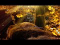 Forest Meditation Music, Soothing Relaxation, Stress Release Music, Calming Songs, Forest Ambience