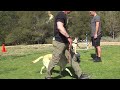 Train Your PUPPY to STAY - Belgian Malinois Puppy Training