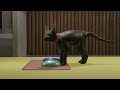 cat kitchen animation test