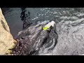 Sea otters enjoying itself swimming