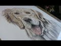 This Drawing took Me 2 Weeks to Finish | Dog Time-Lapse | #timelapse #coloredpencils @cadencenova