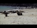 Sea Lions on Isla Santa Fe